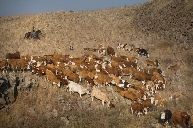 California Livestock &#038; Wolves and Drone Swarm Exemption
