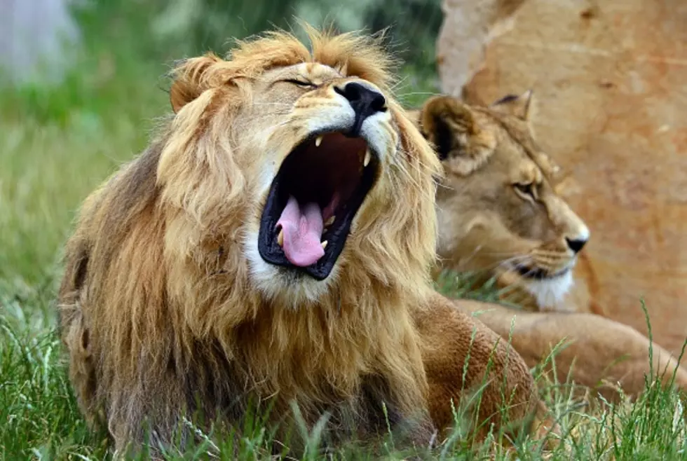 Lion Kills Guide on Cecil&#8217;s Home Turf