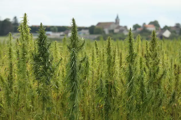 Ag News: Industrial Hemp Theft and Trade with Japan
