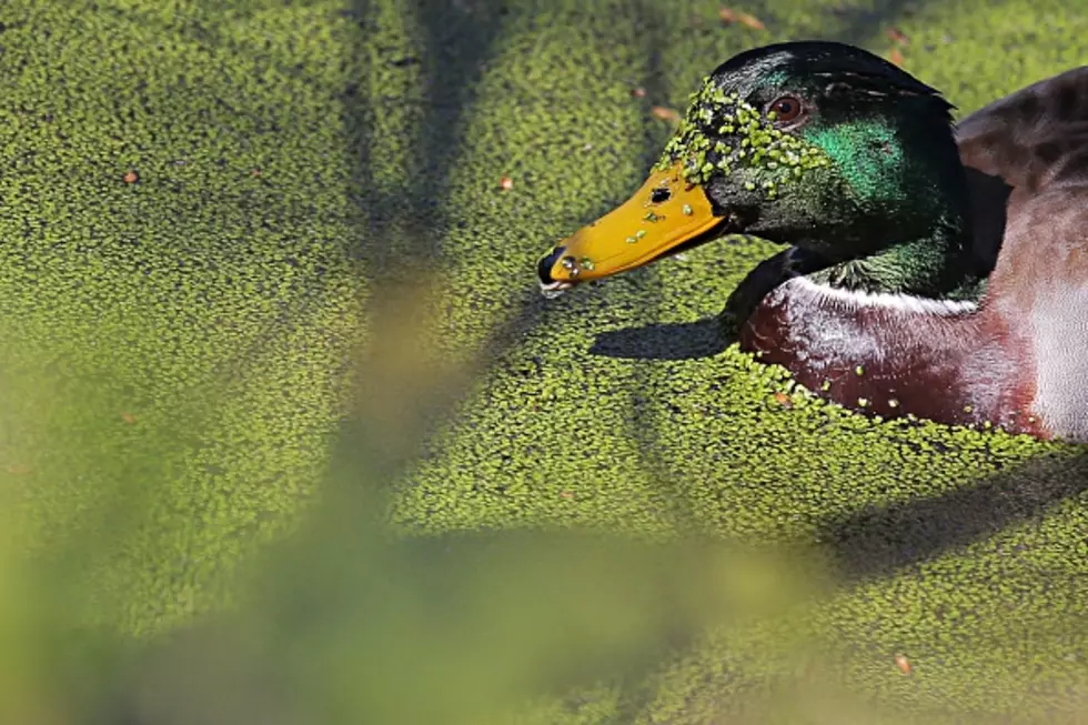 Duck Pond Gets New Green Neighbors