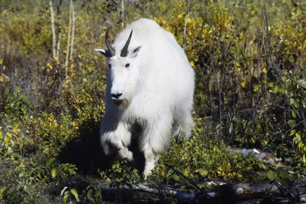 Attention, Hikers &#8211; Beware Of Goats