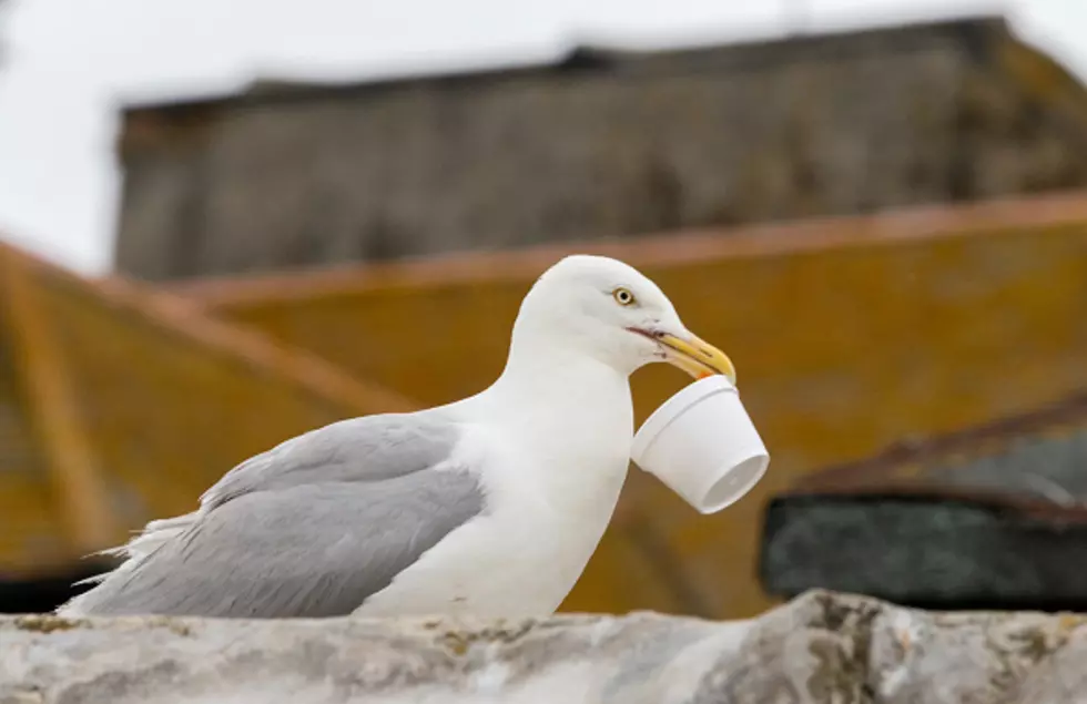 Not On The Menu For Seabirds