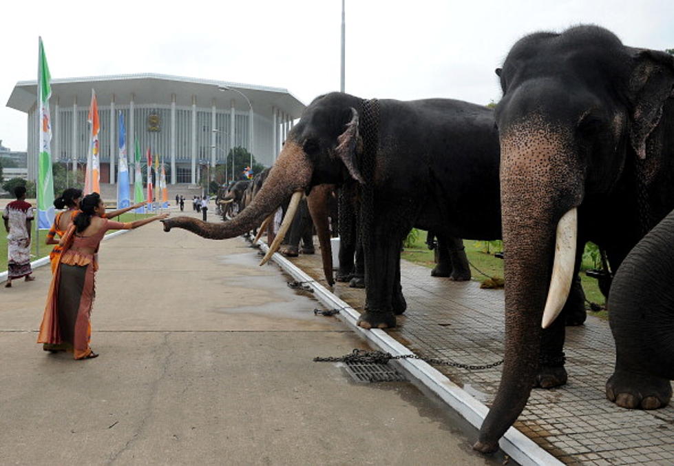Harnessing the Elephant In The Fight Against Cancer