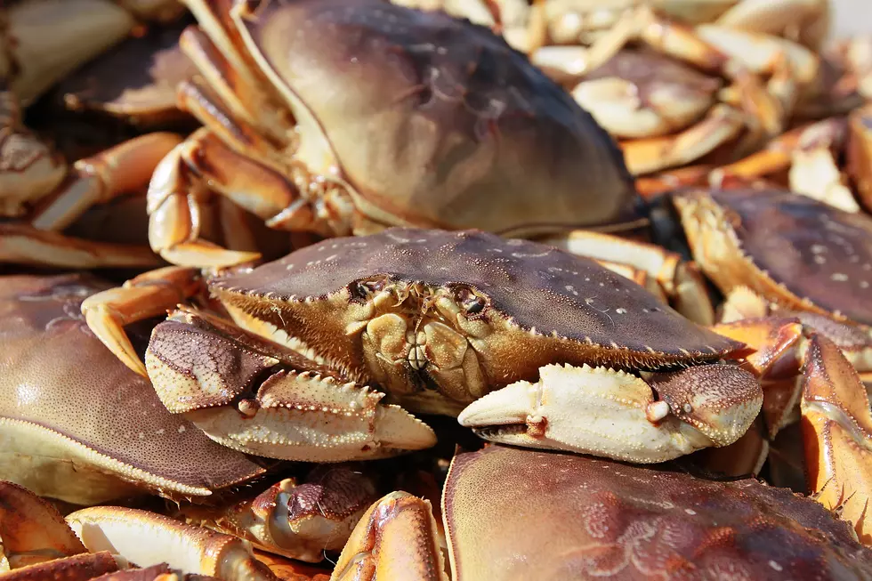 Oregon Officials to Open Part of Coast to Dungeness Crabbing