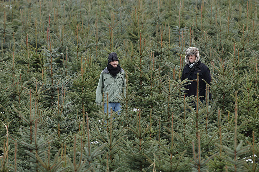 Helicopter Harvesting Christmas Trees Crashes