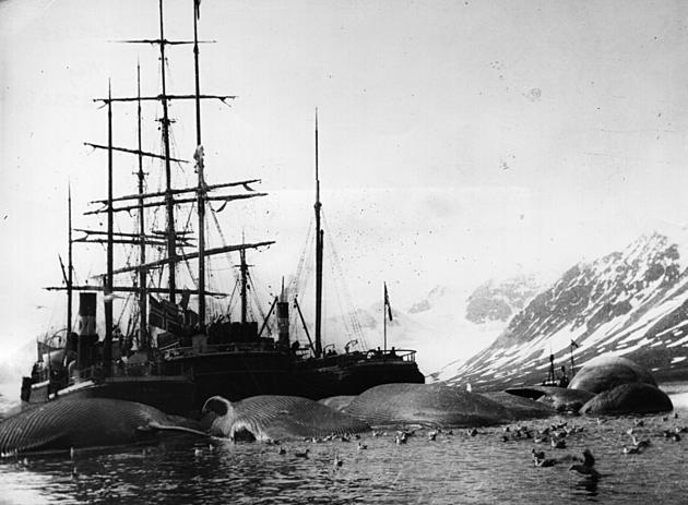 Climate Researchers Employ Tool From 1800s: Whaling Logs