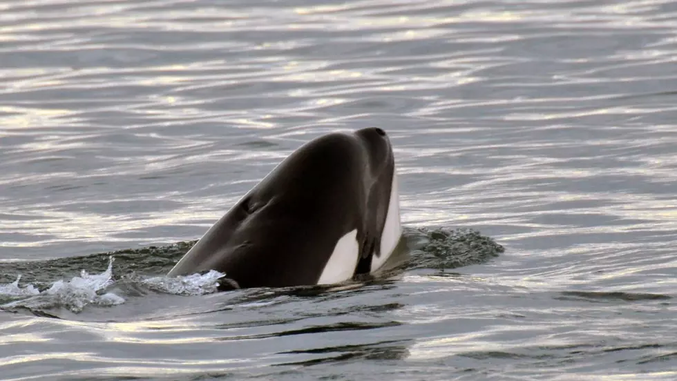 Endangered Puget Sound Orcas to get Personal Health Records