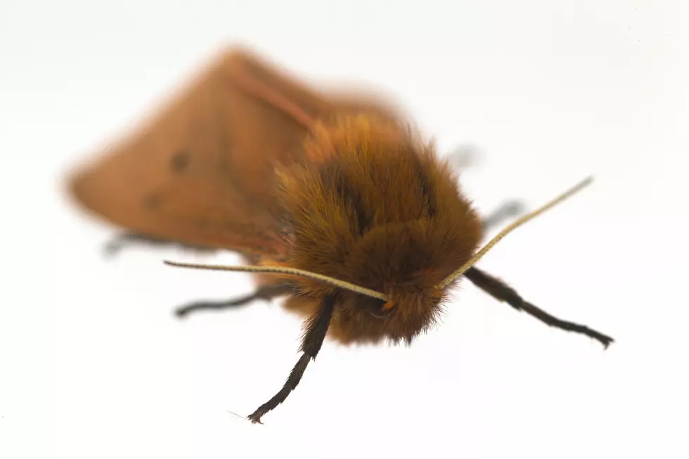 Gypsy Moth Spraying Done, State to Set Traps This Summer