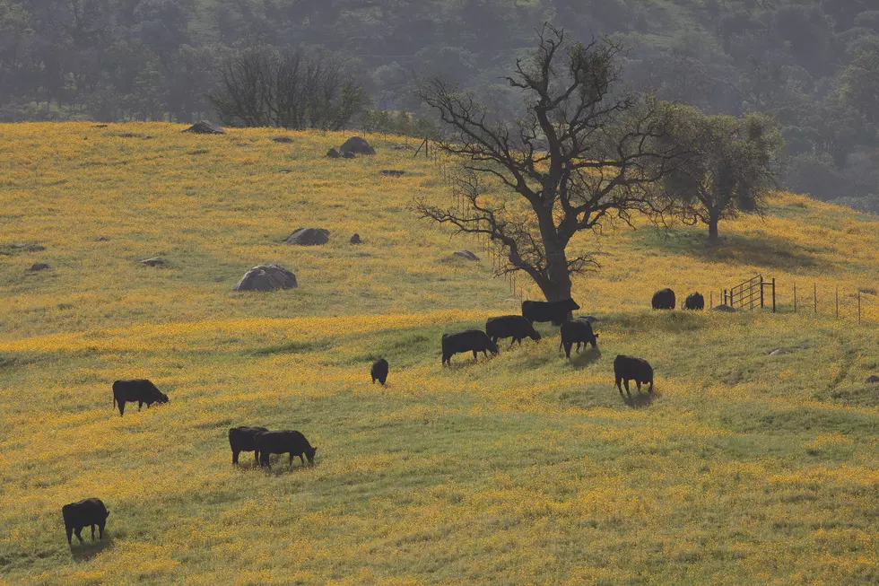 Cattle in Wine Country and Congress on Prop 12