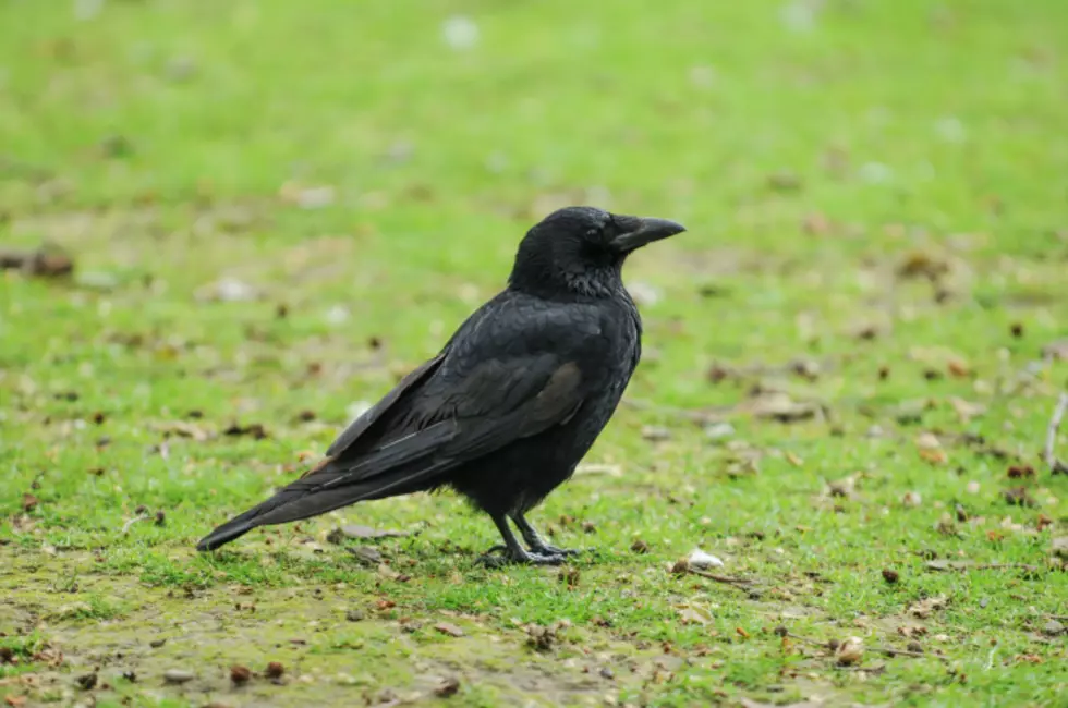 In Death, a Crow&#8217;s Big Brain Fires Up Memory, Learning