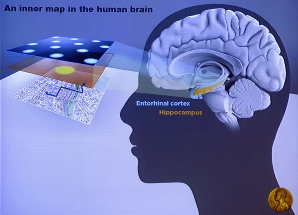 Expect Better Brain Function in the Month Ahead!