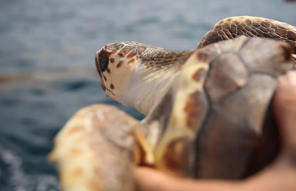 Recovering Sea Turtles Flown From Seattle to San Diego