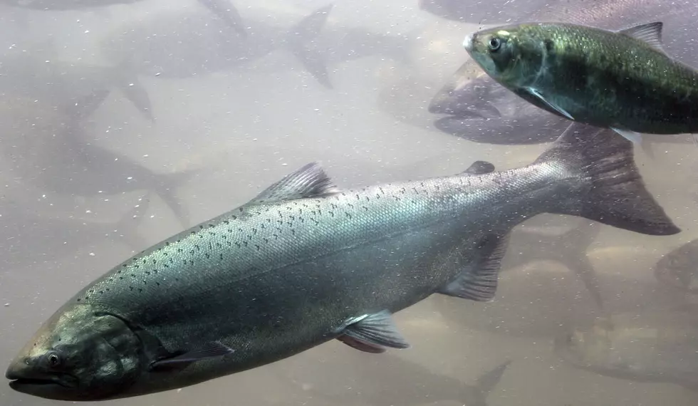 Washington Fishing Guide Pleads Guilty to Keeping Wild Coho