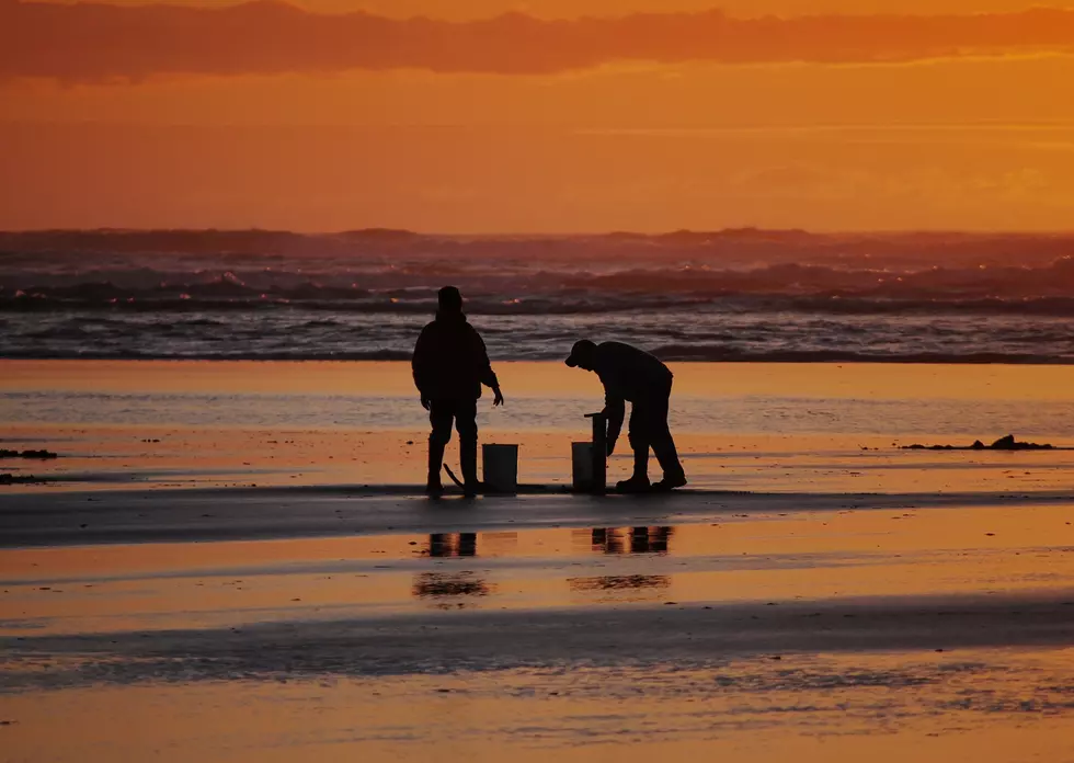 Washington Clam Diggers Can Harvest Razor Clams This Weekend