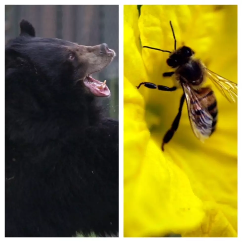 The mascot finals: Bears or bees?