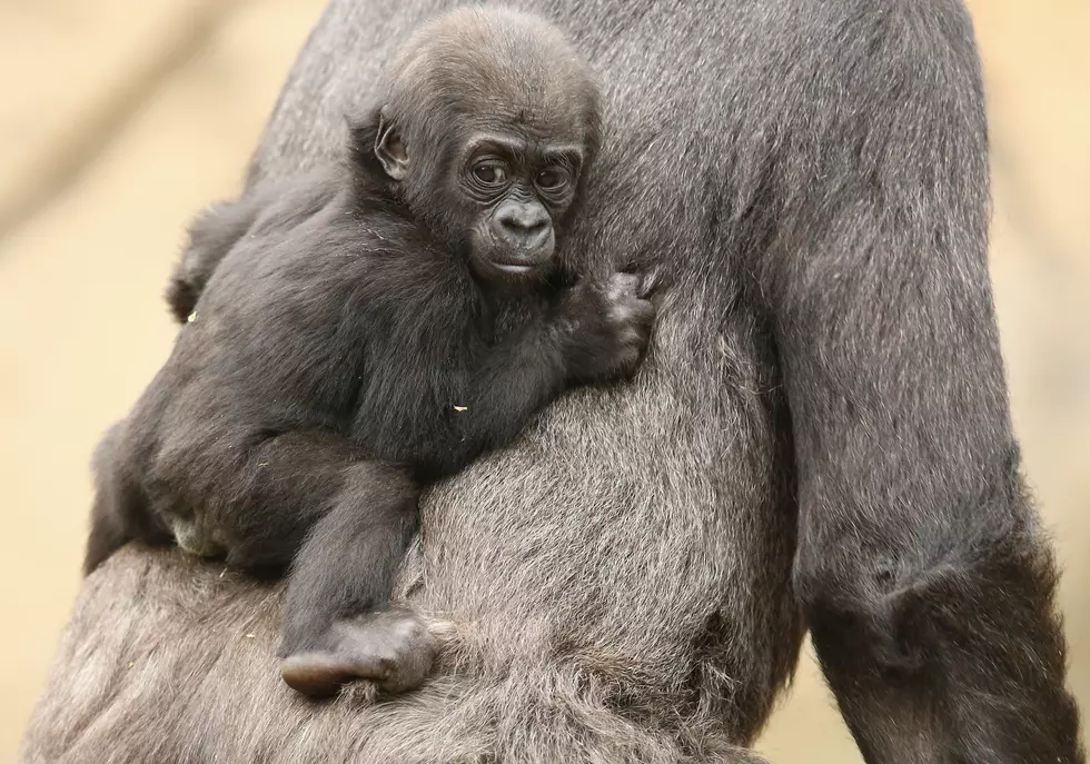 Seattle Zoo Delays Baby Gorilla Debut