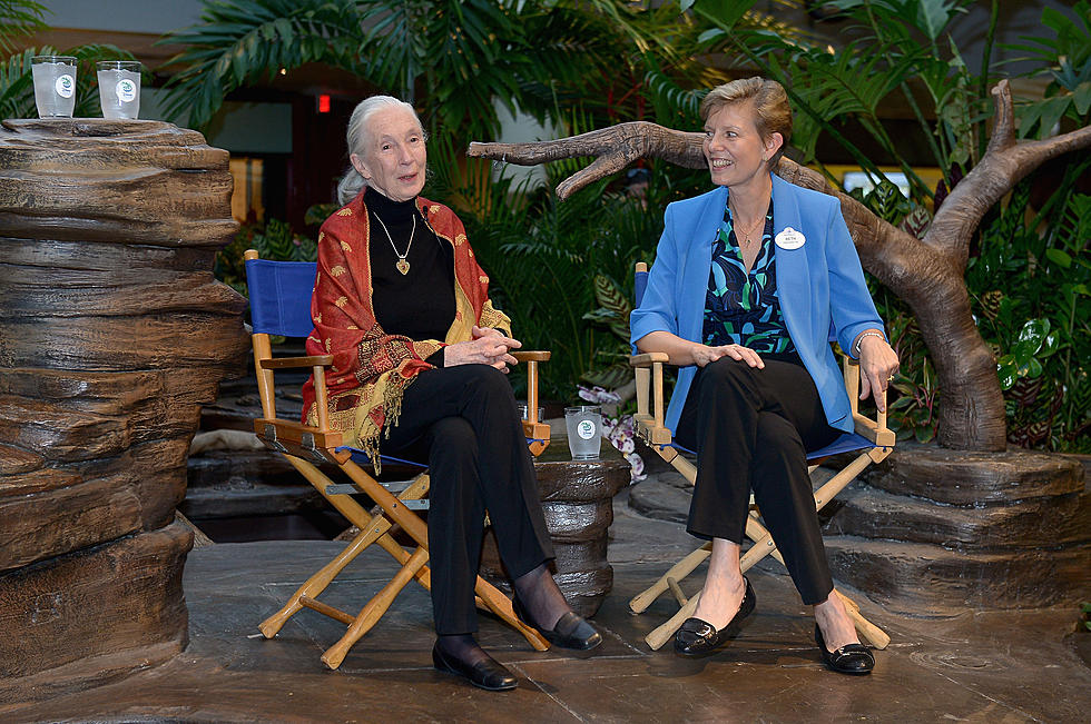 Jane Goodall Feels Sorry for Cincinnati Zoo Director