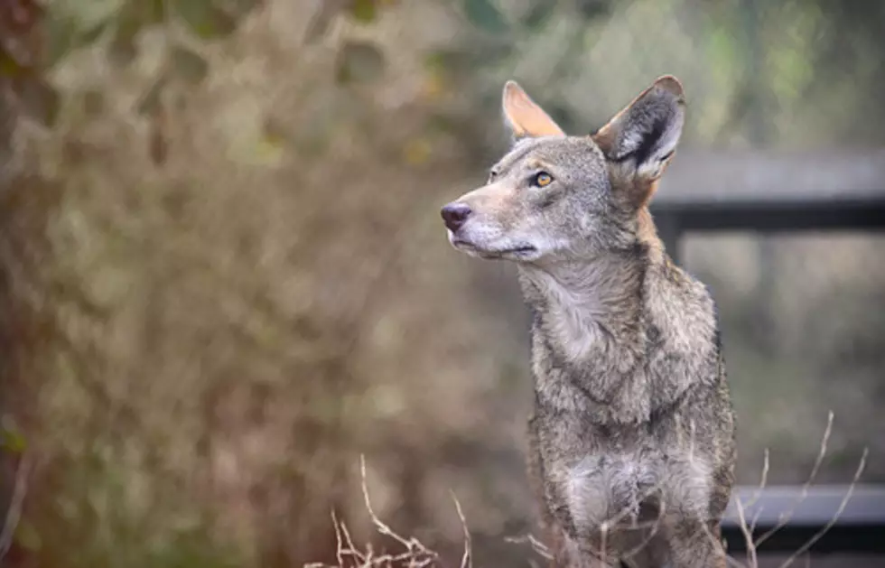 Poachers Kill Newborn Wolf Pups in Idaho Forest