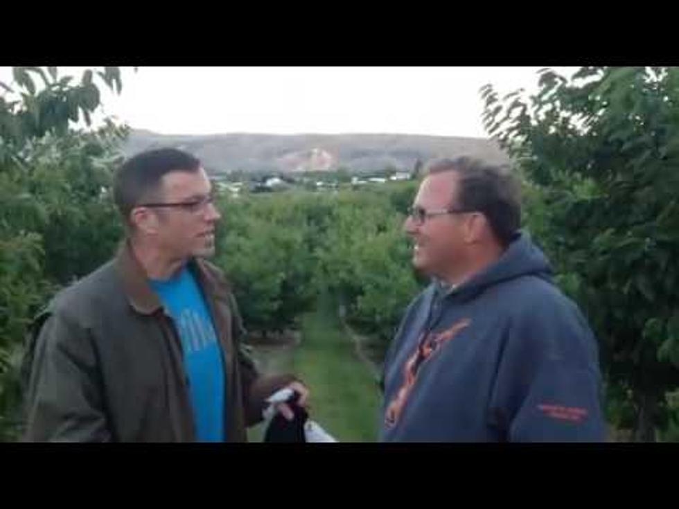 Selah Cherry Grower Says Crop Will Be Big and Juicy for the Fourth [VIDEO]