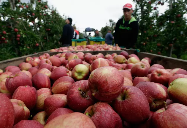 Apple Growers Have Big Crop On The Way