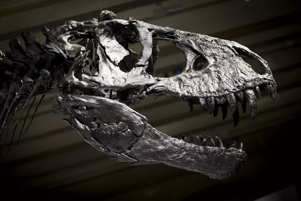 Rare Tyrannosaurus Rex Skull Arrives at Seattle Museum