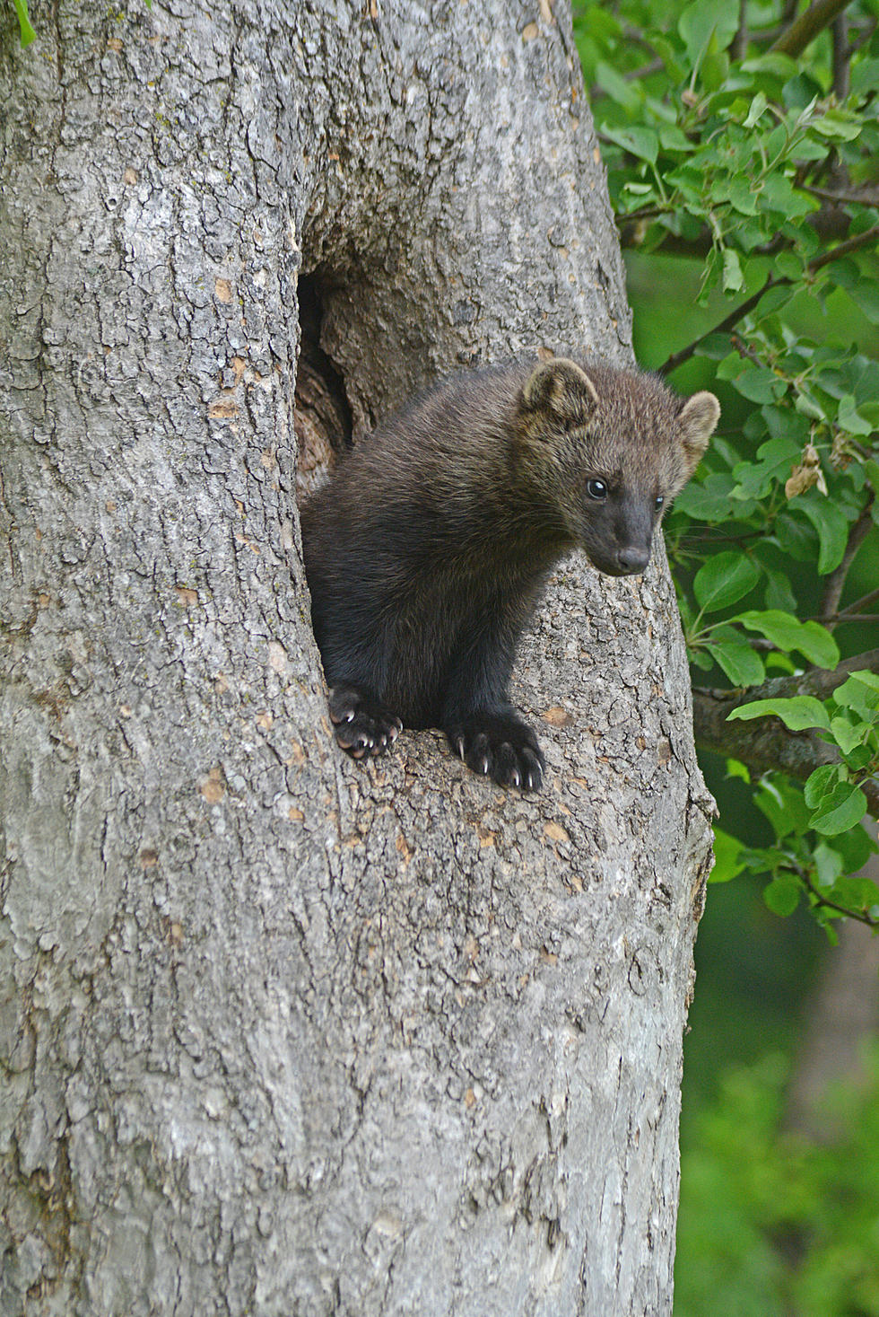 Groups Sue Seeking Protection for Forest-dwelling Fisher