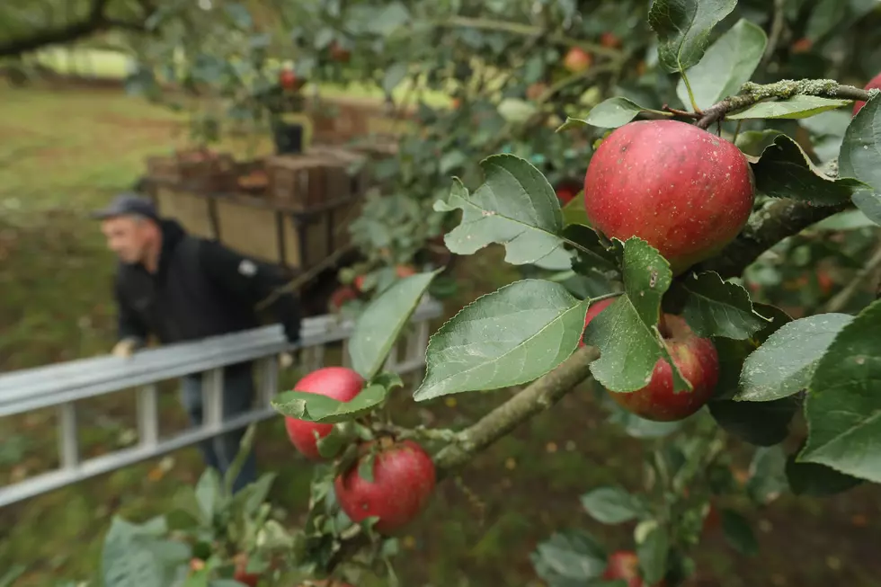 Investigator Finds 2 Lost Apple Varieties on Steptoe Butte