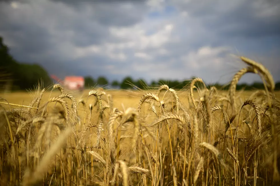 Feds Close Investigation of Genetically Engineered Wheat