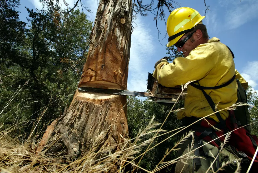 Project is Cutting Down Trees to Reduce Forest Fire Risks
