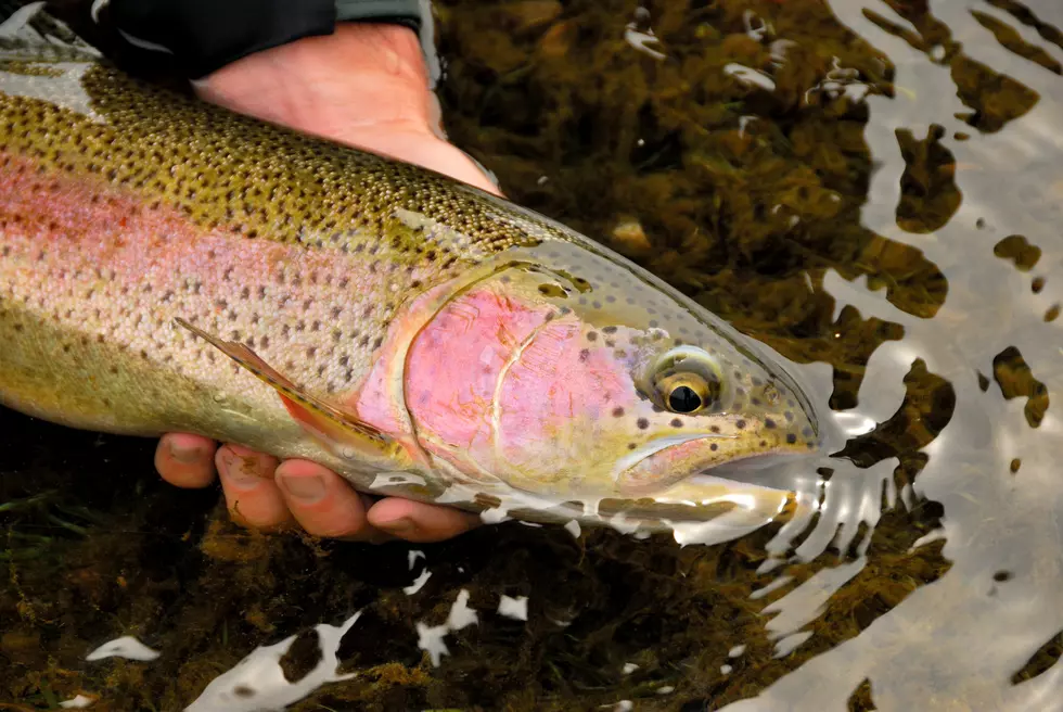 Special Holiday Trout Waiting For You on Black Friday in Yakima