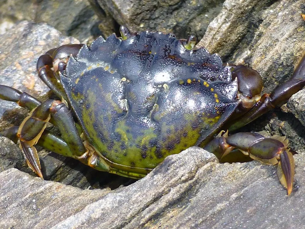 Invasive Green Crabs Found off Olympic Peninsula