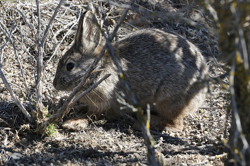 Washington State Biologists Rescue 33 Pygmy Rabbits