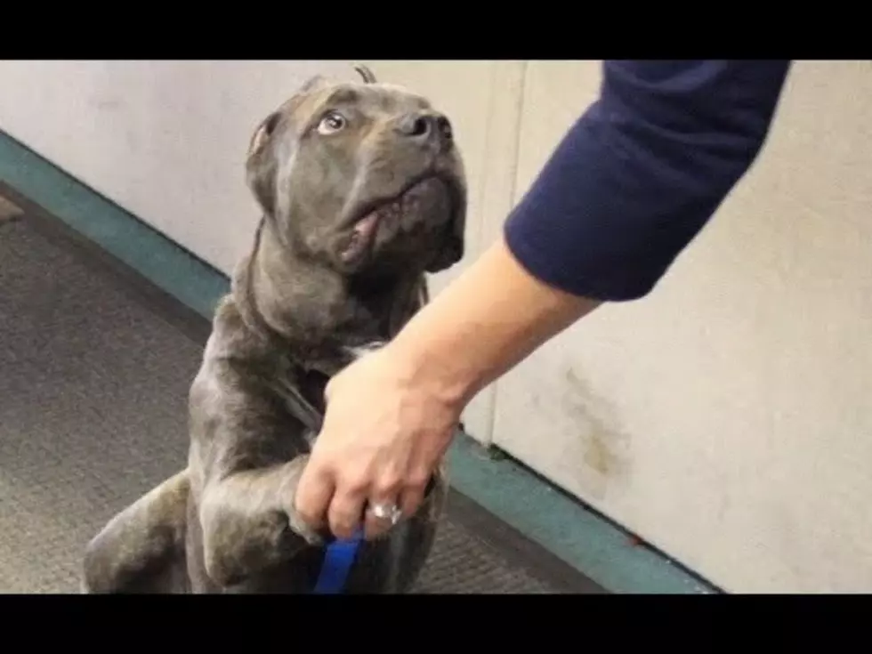 Meet Tank, Yakima’s Cutest Dog [VIDEO]