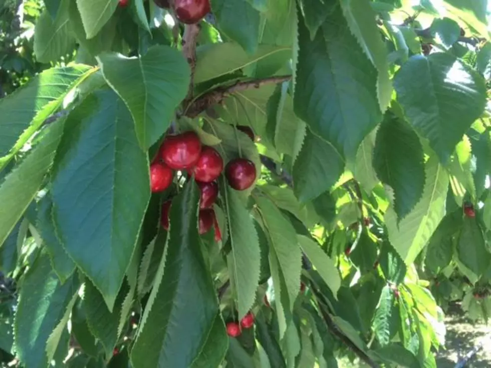 Allan Brothers Hiring as Yakima Valley Cherry Season Nears