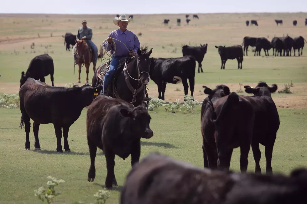 Historic Drought Cripples Ranches And Farms In American West