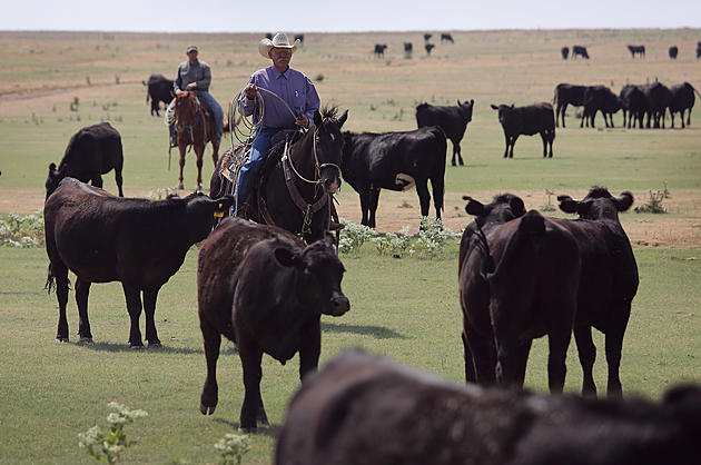 Ag News: Cattle Market Transparency Act