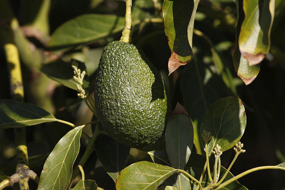 California Avocado Harvest Down and Organic Trade Higher