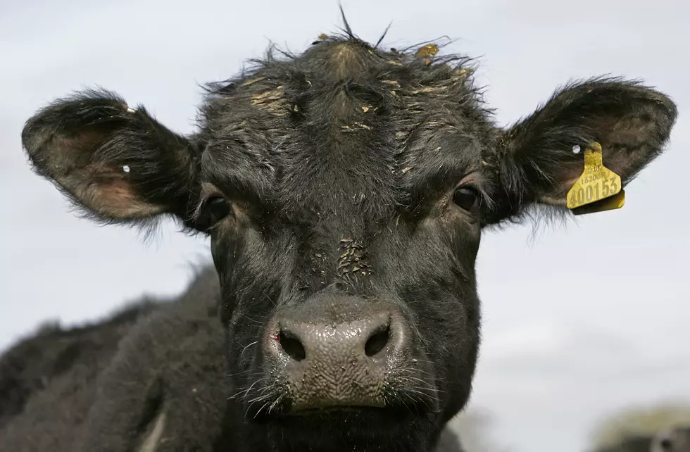 Second Harvest, Washington&#8217;s Beef Community Are in a Giving Mood