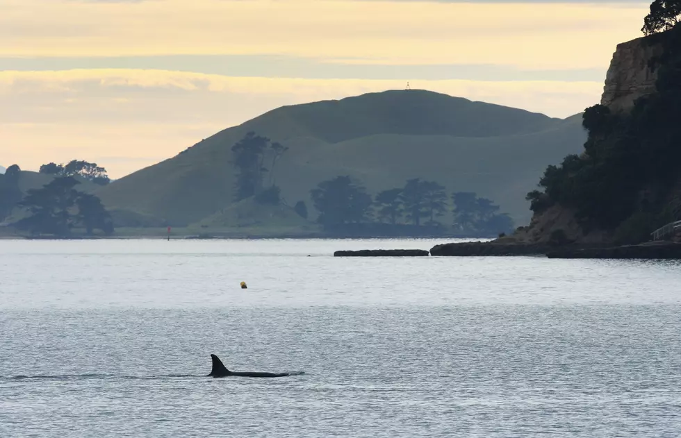 Groups Sue to Restrict Salmon Fishing, Help Northwest Orcas