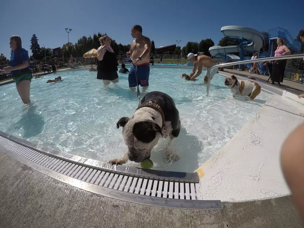 Time To Cool off With The Dogs, Paws in The Pool Event This Month