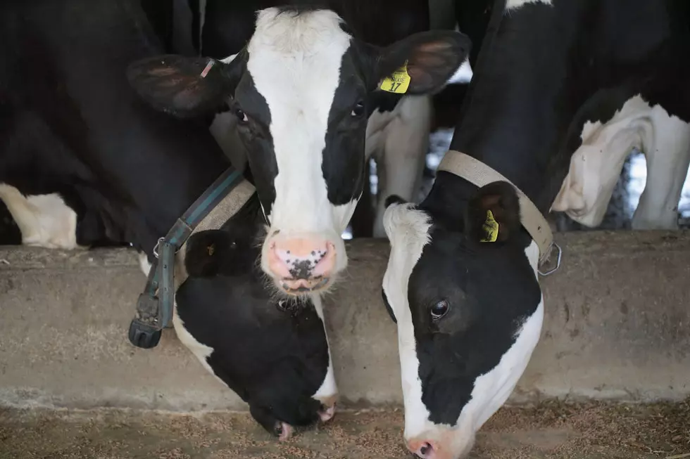 Ag News: USMCA Canadian Dairy