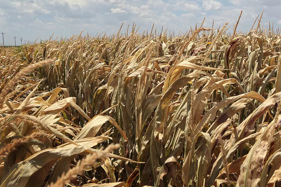 Unlocking Sugars From Plants & Cold Weather Hits Ethanol Prod.
