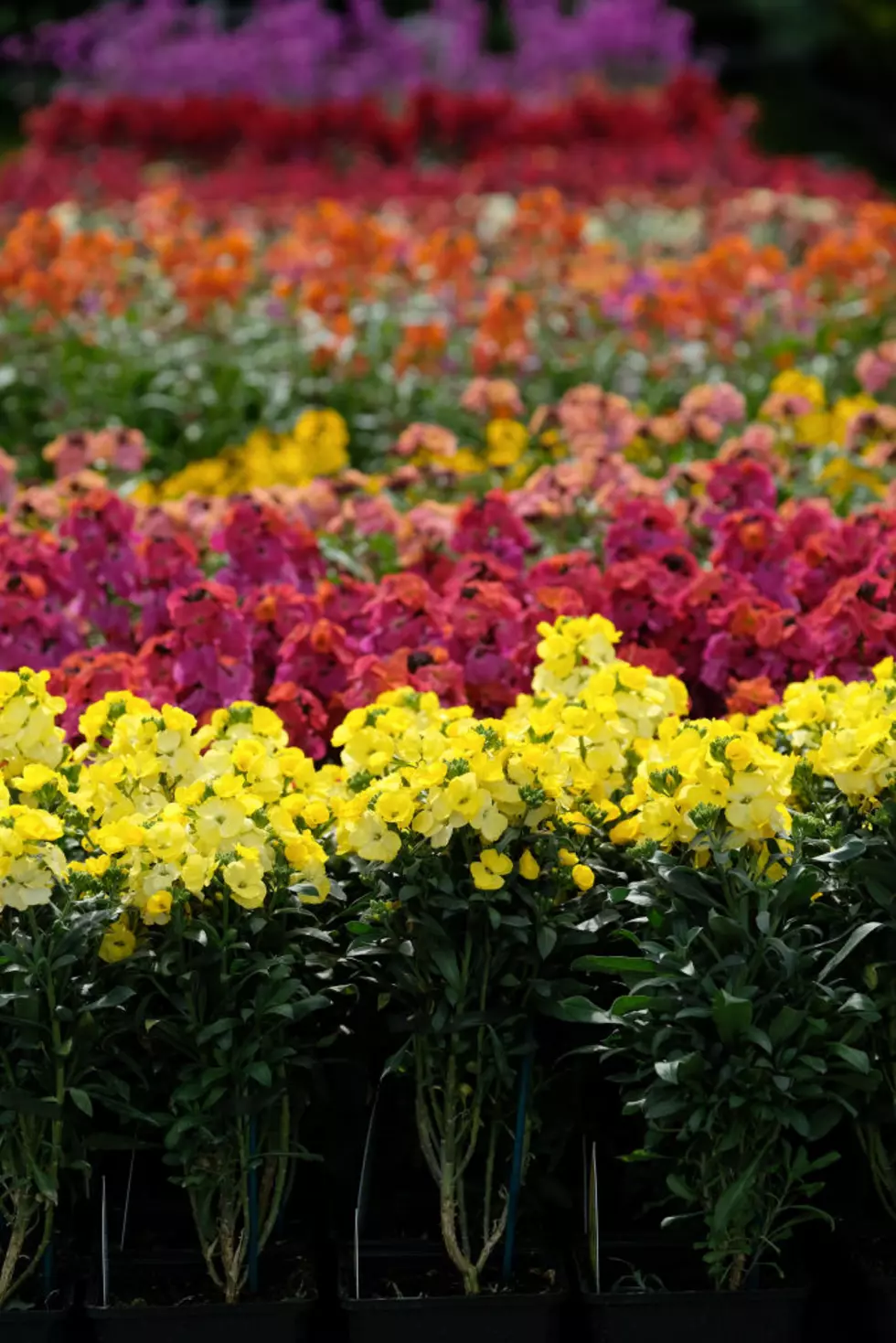 Ag News: Nurseries Plant Demand Up