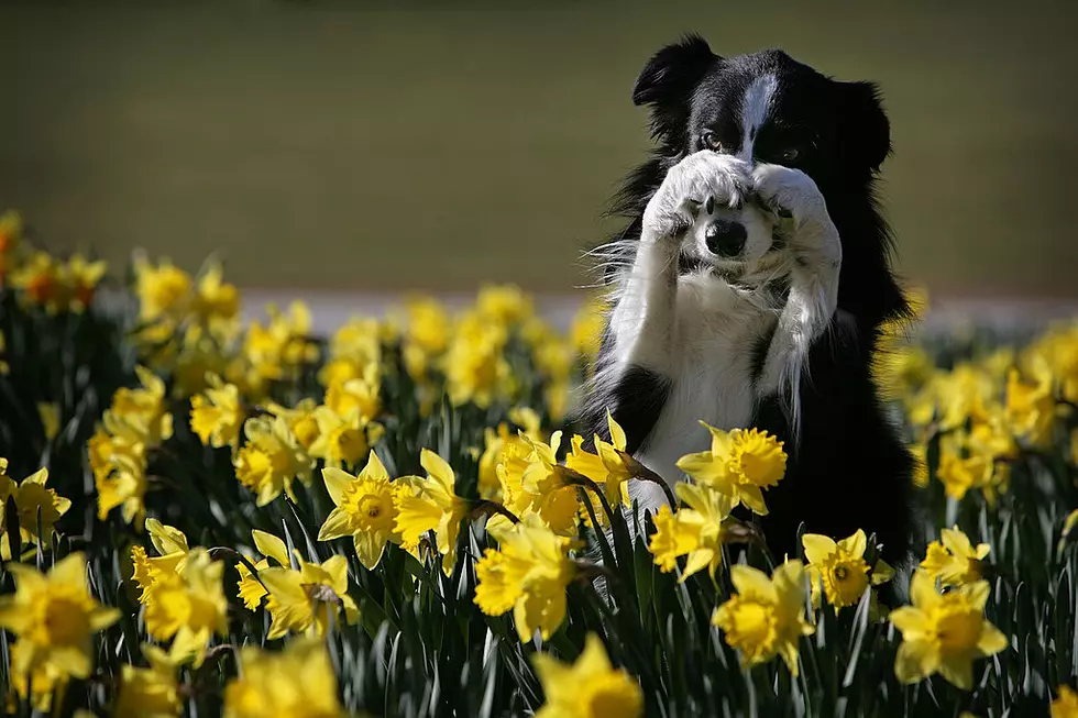 On A Dog Day In Yakima, Chances Are Your Dog Is Dreaming