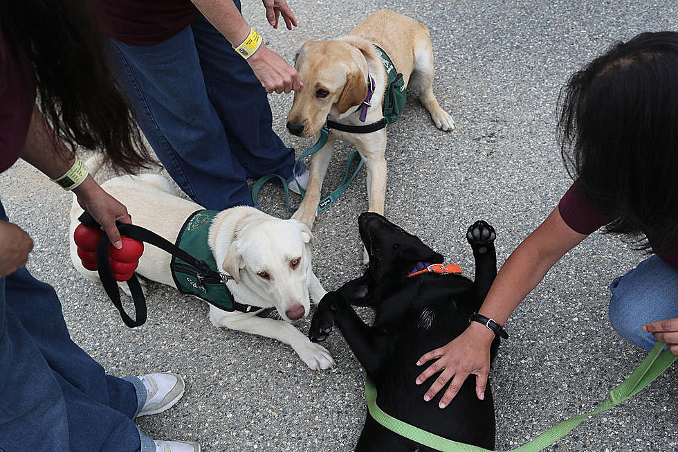 Emotional Support Animals Really Do Work