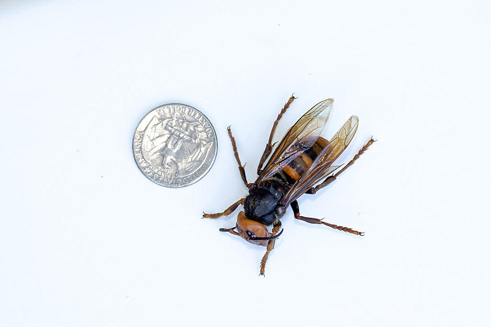 Ag News: 2021’s First Asian Giant Hornet In PNW