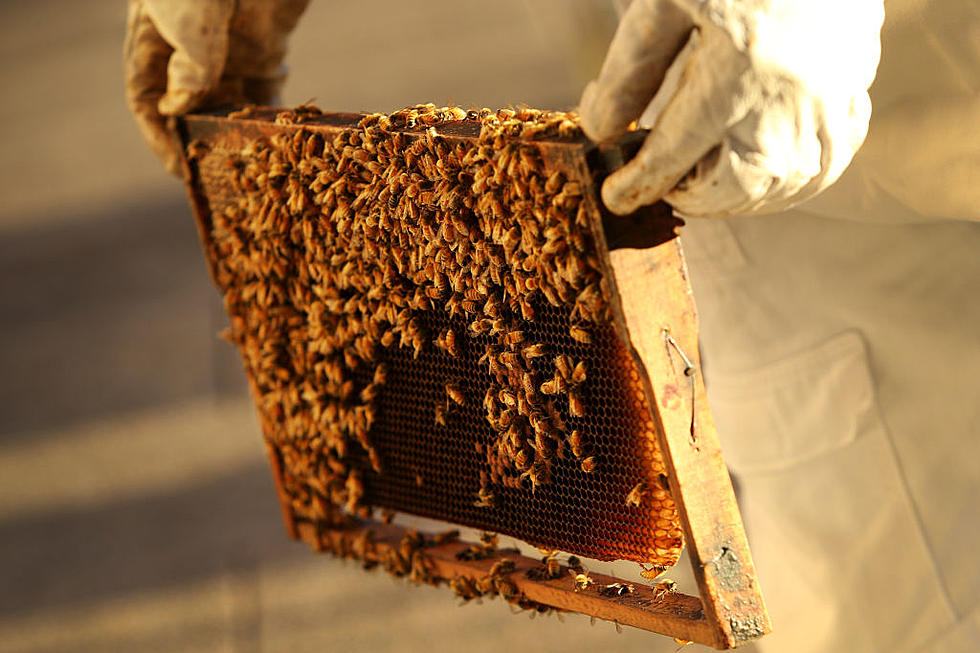 Ag News: National Pollinator Week and US-EU Drop Trade Tariffs