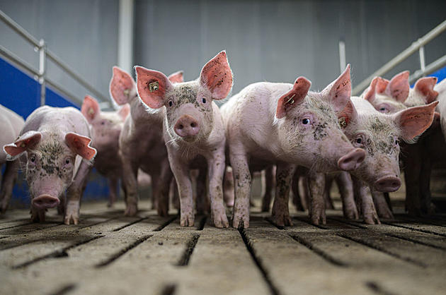 Ag News: Swine-Cattle Inventory Down
