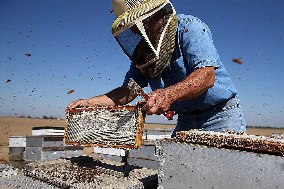 Ag News: California Beehive Thefts and Ocean Shipping Reform Act