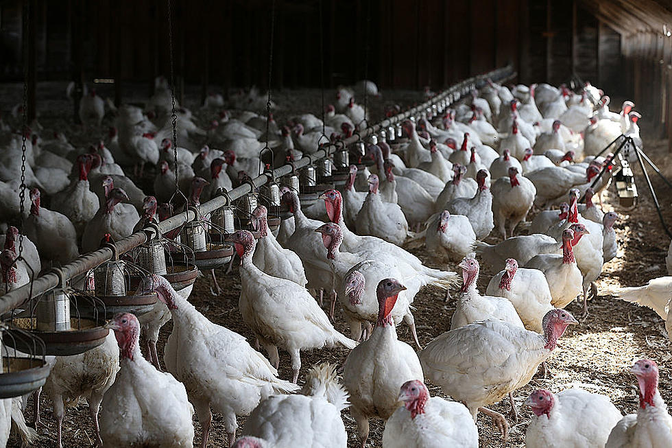 Hens Lost to Bird Flu and More Livestock Forage Disaster Aid